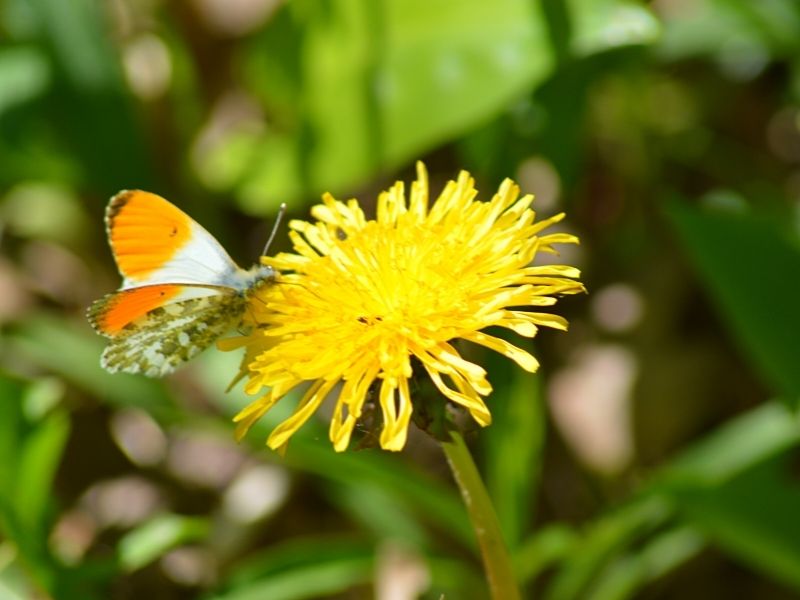 Nature Xavière l'Aventurière papillon fleur