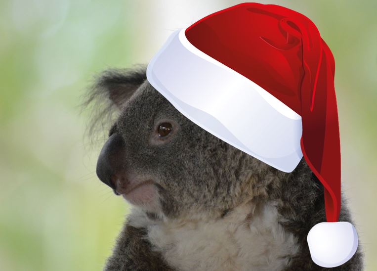 Noël Australie koala marsupiaux Xavière l'Aventurière
